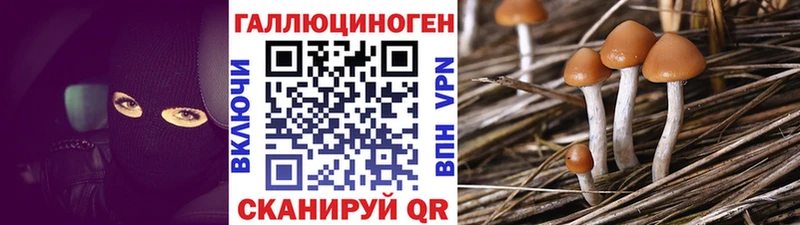 omg онион  Пустошка  Галлюциногенные грибы Psilocybine cubensis 